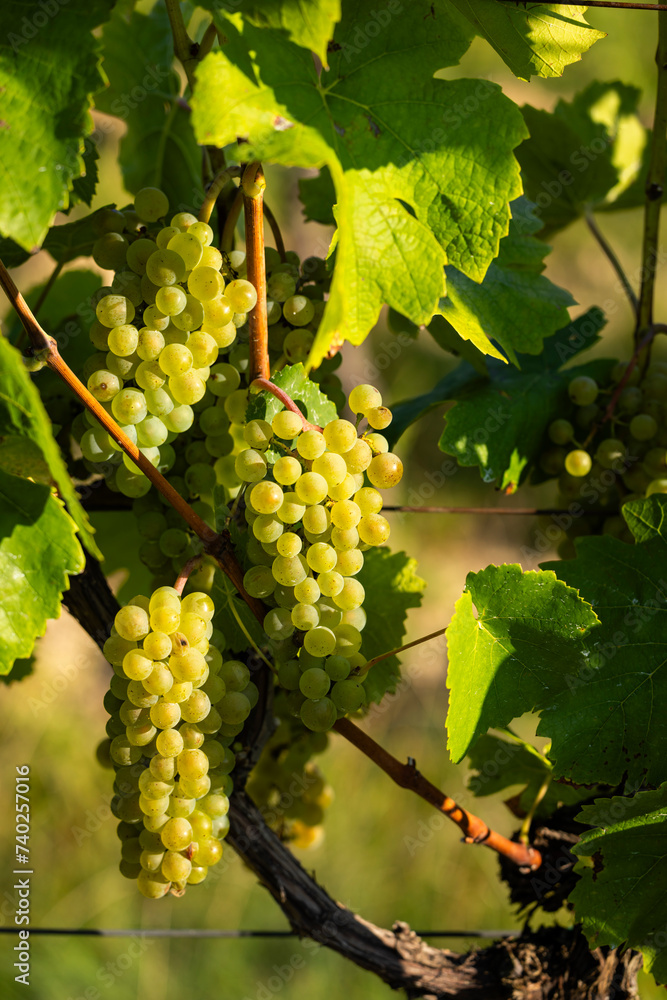Vineyard with Hibernal near Cejkovice, Southern Moravia, Czech Republic Vineyard with Hibernal near Cejkovice, Southern Moravia, Czech Republic