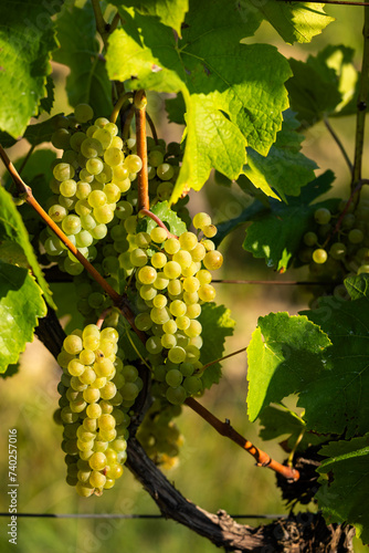 Wallpaper Mural Vineyard with Hibernal near Cejkovice, Southern Moravia, Czech Republic Torontodigital.ca