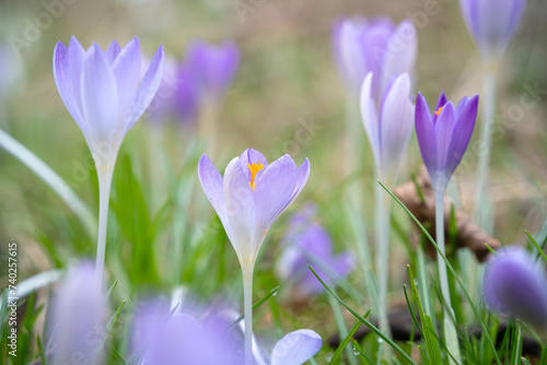 Close-up of purple crocus flowers on a field in Germany.