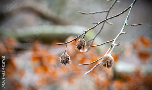 Close-up of a dried Beechnut hanging from a tree.
