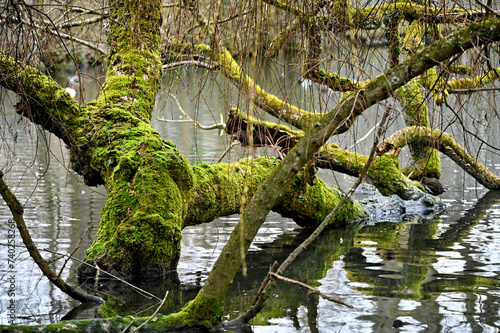 Dead tree overgrown with moss in the Rhine meadows © Dieter Stahl