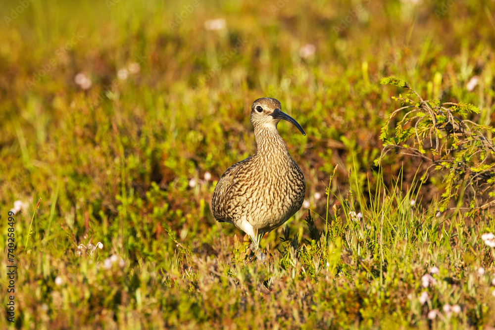 A large wader Common whimbrel, Numenius phaeopus walking around on a summery wetland in Riisitunturi National Park, Northern Finland A large wader Common whimbrel, Numenius phaeopus walking around on a summery wetland in Riisitunturi National Park, Northern Finland