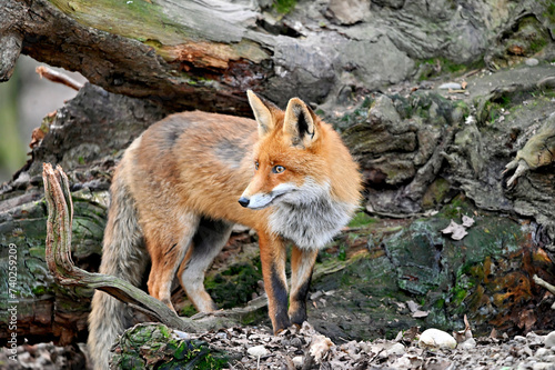Fotografie red fox vulpes in the woods
