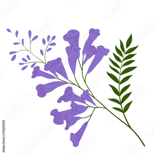 Purple Jacaranda tree vector stock illustration. Lilac branch of bluebells with green leaves. Isolated on a white background.