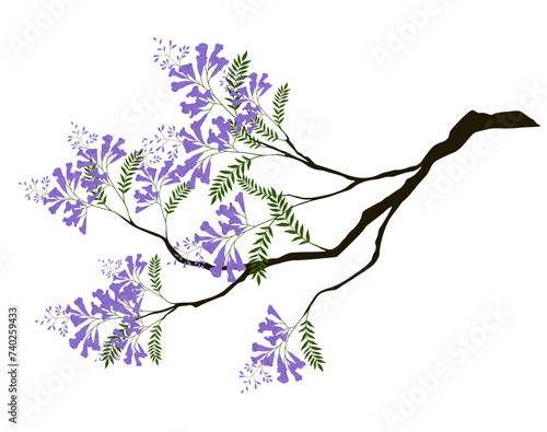 Purple Jacaranda tree vector stock illustration. Lilac branch of bluebells with green leaves. Isolated on a white background.