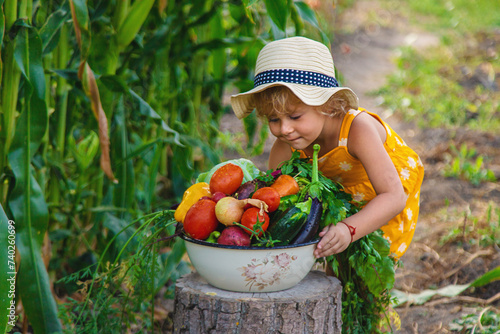 A child is harvesting vegetables in the garden. selective focus.