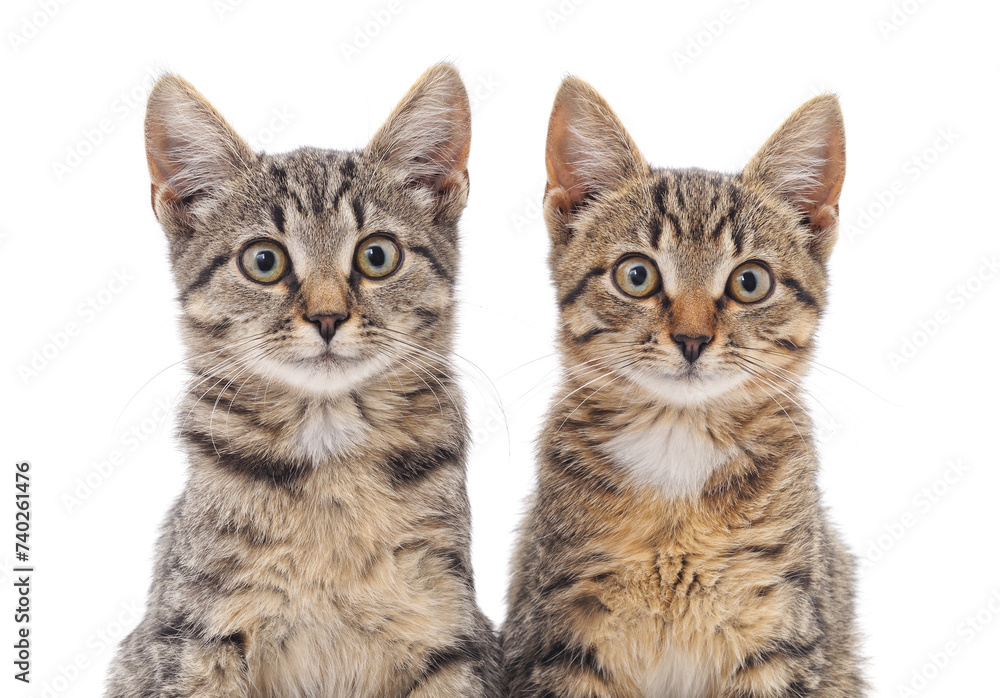 Two gray cats. Two gray cats.
