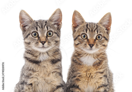 Fototapeta Naklejka Na Ścianę i Meble -  Two gray cats.