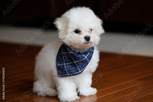 Cuadro en lienzo picture of a cute bichon frise wearing a blue ribbon