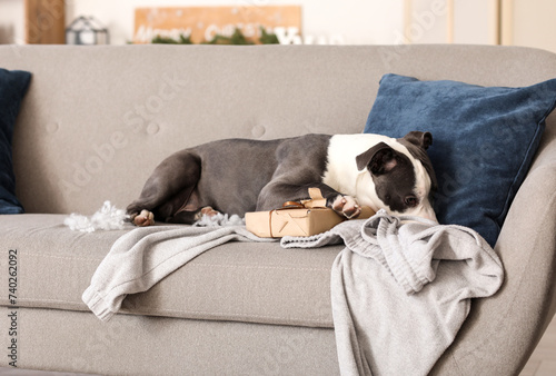Naughty Staffordshire Terrier with torn Christmas gift box on sofa at home © Pixel-Shot