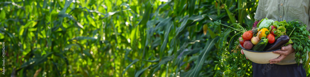 A man farmer is harvesting vegetables in the garden. selective focus. A man farmer is harvesting vegetables in the garden. selective focus.