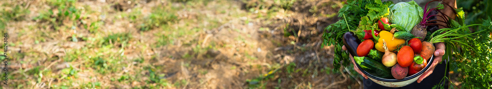 A man farmer is harvesting vegetables in the garden. selective focus. A man farmer is harvesting vegetables in the garden. selective focus.