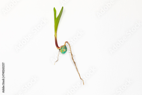 Fotografi Closeup of corn seed germination isolated on white background