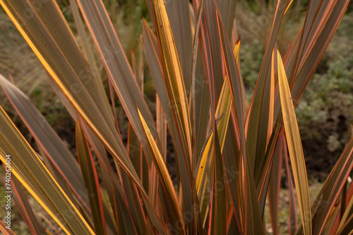 Botany. Closeup view of Phormium tenax, also known as New Zealand flax, colorful leaves.