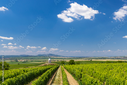 Vineyard near Velke Bilovice, Southern Moravia, Czech Republic