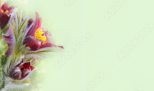 Foto Banner with spring flowers with copy space, bokeh, Pulsatilla vulgaris, internat