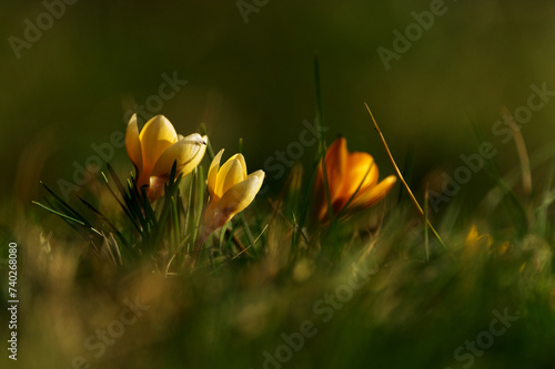 wiosenne krokusy © Klaudia