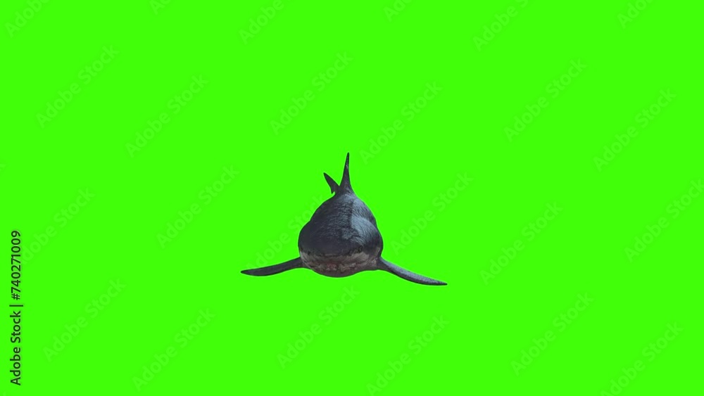 Vidéo Stock 4k giant Man eater shark swimming loop on chromakey, 3D