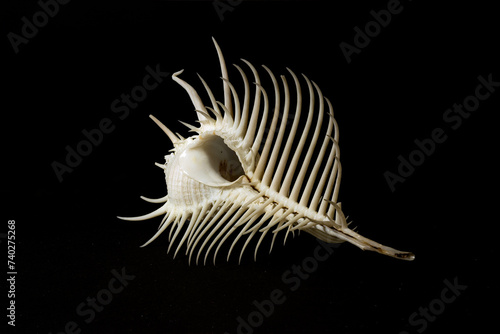 Coquillage. Murex triremis. Philippines. seashell isolated on black background, 