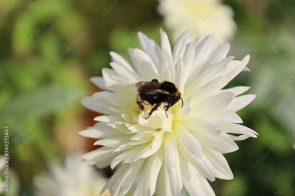 closeup bumblebee on beautiful and colorful flower closeup bumblebee on beautiful and colorful flower