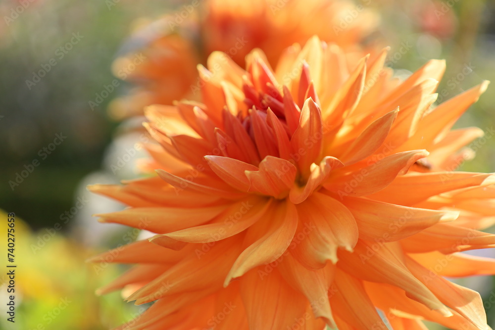 closeup beautiful and colorful flowers closeup beautiful and colorful flowers