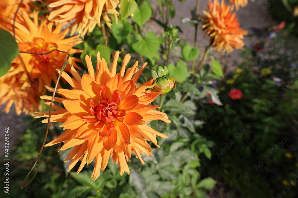 closeup beautiful and colorful flowers closeup beautiful and colorful flowers