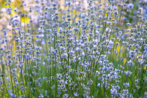 lavender flowers among greenery at sunset