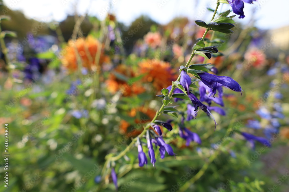 Obraz premium closeup beautiful and colorful flowers 