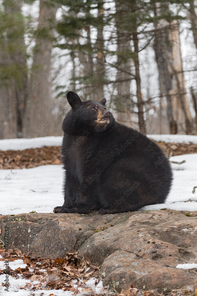 Black Bear (Ursus americanus) Looks Right Over Shoulder Sitting on Rock Winter