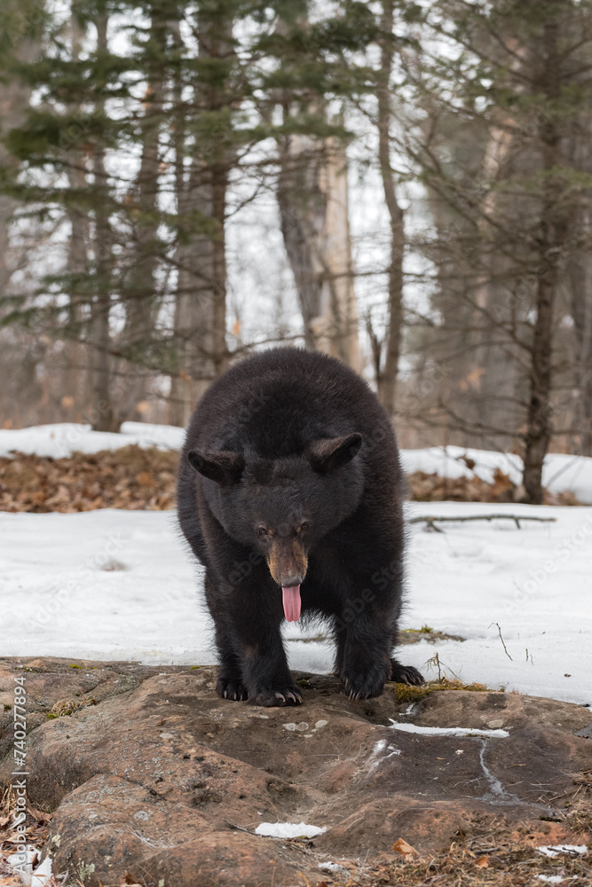 Black Bear (Ursus americanus) Hunched Over Tongue Out Long Winter