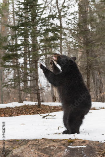 Black Bear (Ursus americanus) Stands on Back Legs to Left Mouth Open Winter