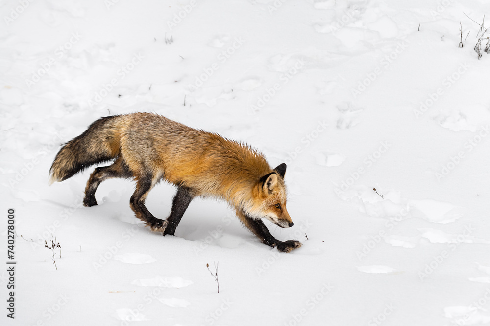 Red Fox (Vulpes vulpes) Runs Right Nose Down Ears Up Winter