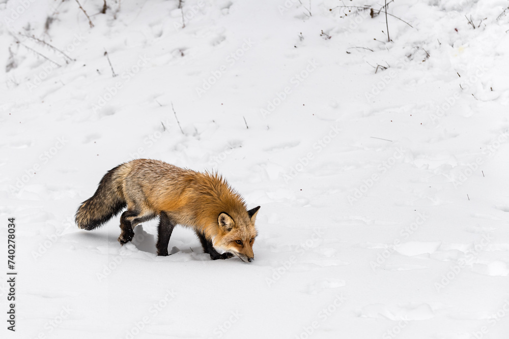 Red Fox (Vulpes vulpes) Walks Past Snowy Hill Nose Down Winter