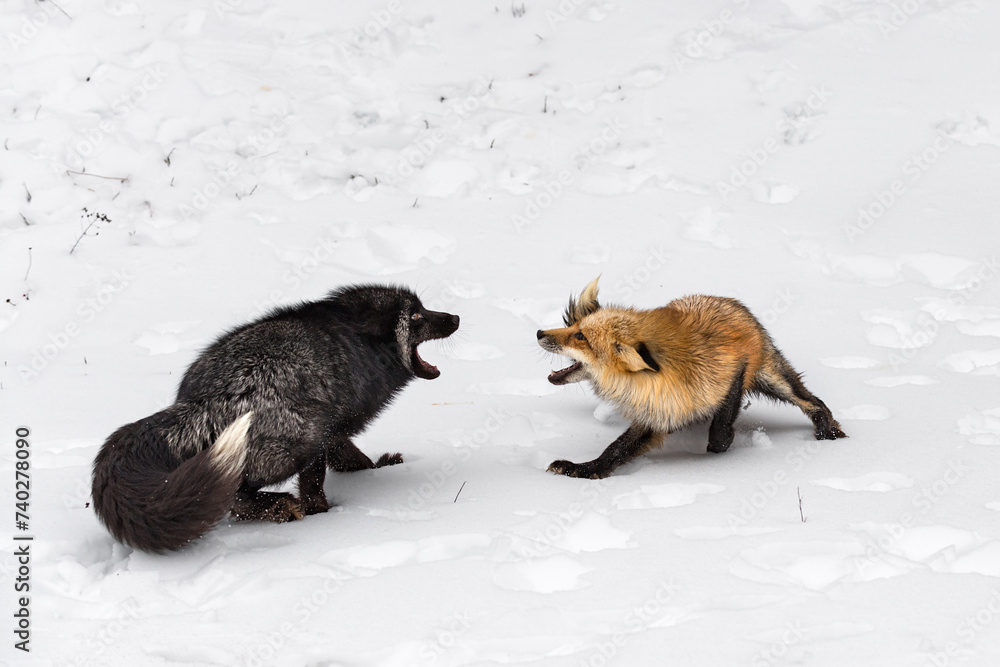 Red and Silver Fox (Vulpes vulpes) Posture to Each Other Winter