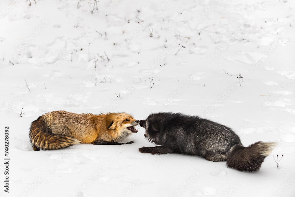 Red and Silver Fox (Vulpes vulpes) Nose to Nose Mouths Open Winter