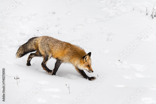 Red Fox (Vulpes vulpes) Runs Right Nose Down Ears Up Winter