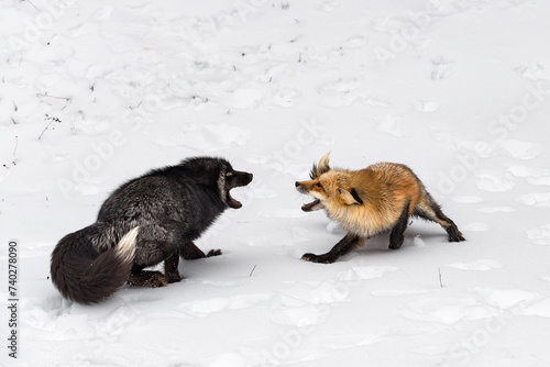 Obraz na płótnie Red and Silver Fox (Vulpes vulpes) Posture to Each Other Winter w salonie