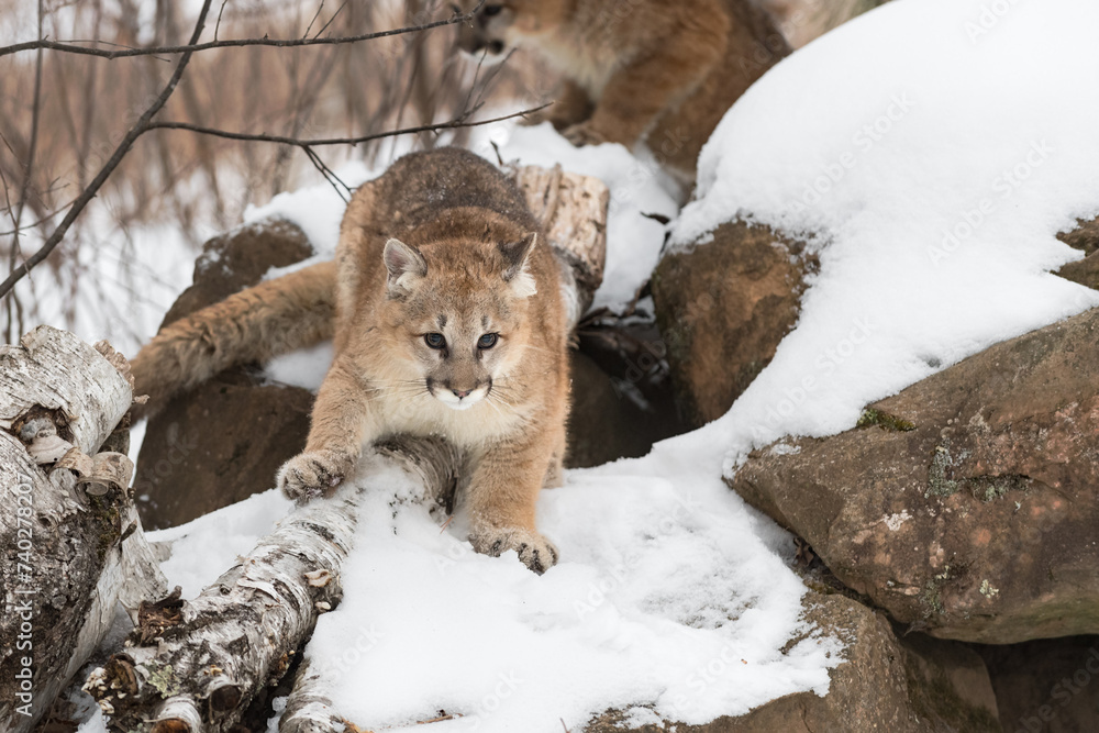 Cougar (Puma concolor) Sits Atop Rock Den Tail Extended Winter