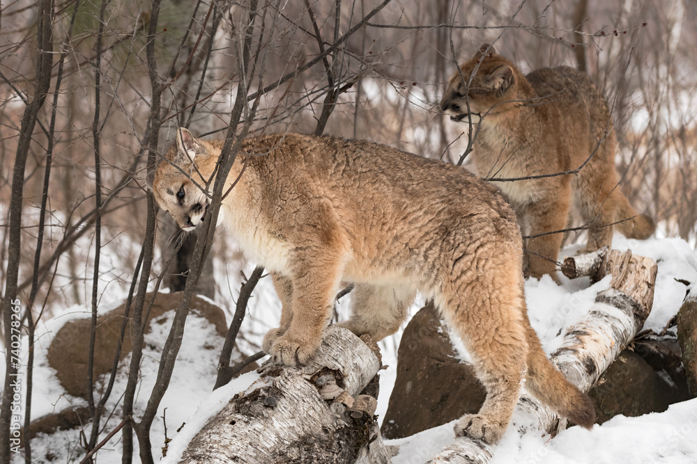 Cougars (Puma concolor) Bite and Chew on Branches Winter
