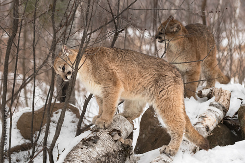 Obraz na płótnie Cougars (Puma concolor) Bite and Chew on Branches Winter w salonie