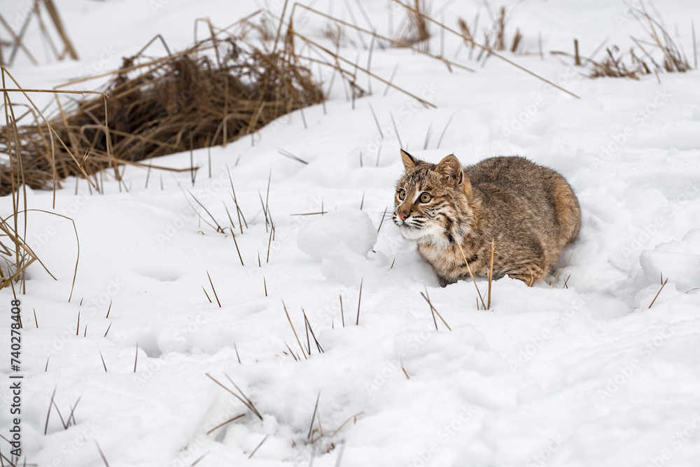 Bobcat (Lynx rufus) Sitting in Snow Looks Up to Left Winter