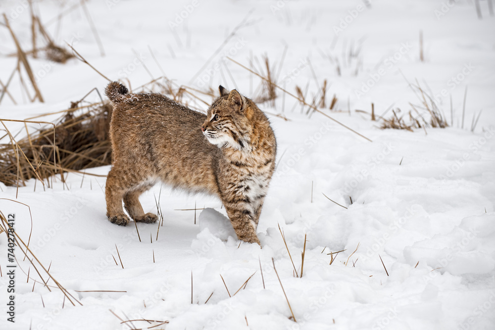 Bobcat (Lynx rufus) Stands in Snow Looking Back to Left Winter