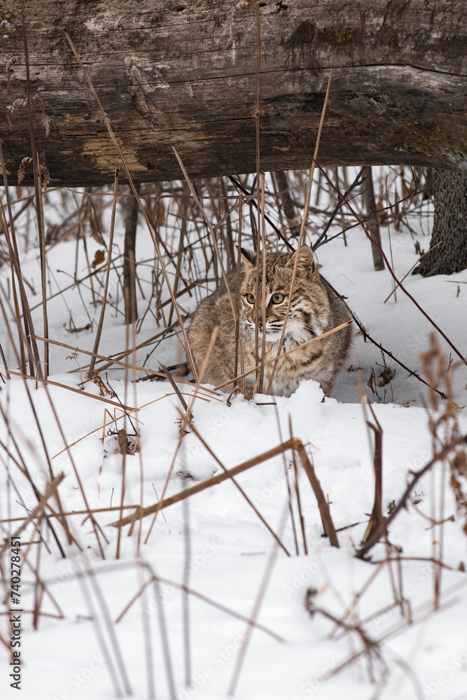 Bobcat (Lynx rufus) Sits Under Log Looking Out From Behind Weeds Winter