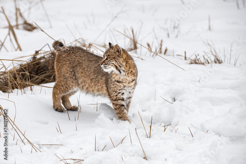 Obraz na płótnie Bobcat (Lynx rufus) Stands in Snow Looking Back to Left Winter w salonie