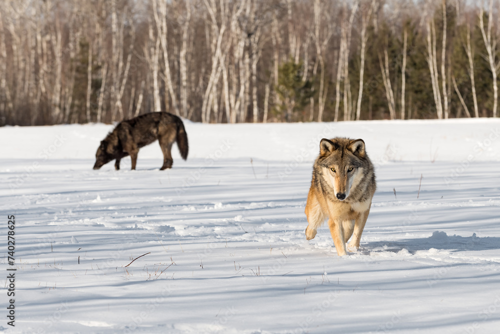 Grey Wolf (Canis lupus) Steps Forward Black Sniffs in Background Winter