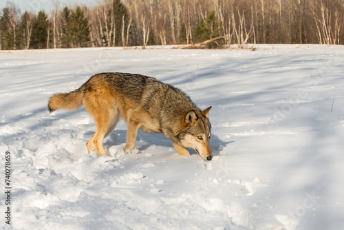 Grey Wolf (Canis lupus) Walks Left Through Field Nose Down Winter