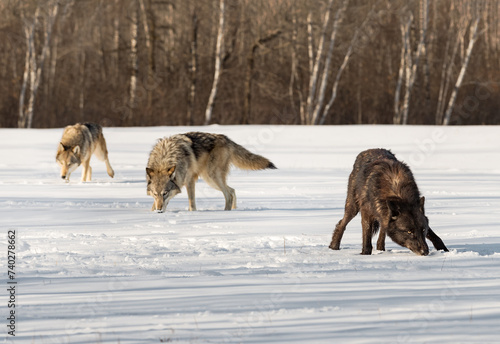 Trio of Grey Wolves (Canis lupus) Sniffs in Field Winter