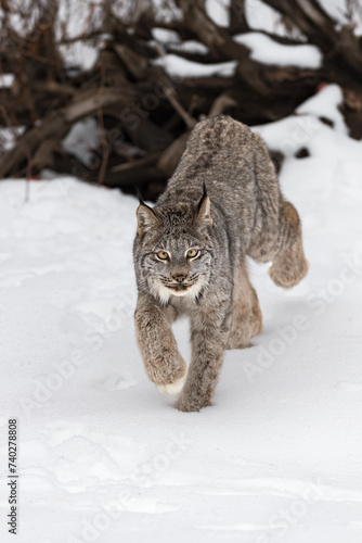 Canadian Lynx (Lynx canadensis) Steps Forward Staring Winter
