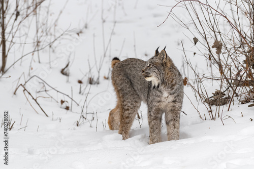 Canadian Lynx (Lynx canadensis) Turns Left to Look Up Winter