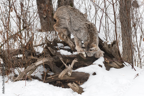 Canadian Lynx (Lynx canadensis) Pokes Nose into Root Bundle Winter